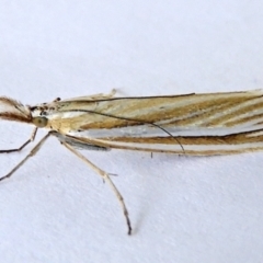 Hednota species near grammellus (Pyralid or snout moth) at Crooked Corner, NSW - 11 Mar 2023 by Milly