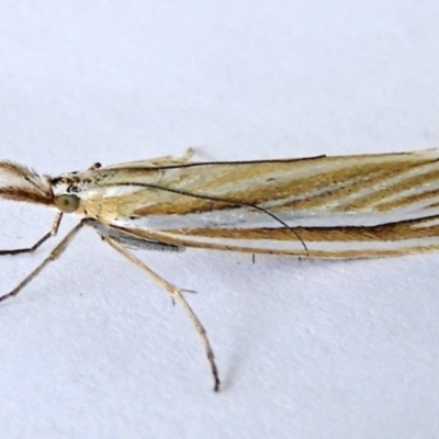 Hednota species near grammellus (Pyralid or snout moth) at Crooked Corner, NSW - 11 Mar 2023 by Milly