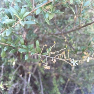 Bursaria spinosa subsp. lasiophylla at Brindabella, NSW - 18 Mar 2023 11:21 AM