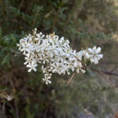 Bursaria spinosa subsp. lasiophylla at Brindabella, NSW - 18 Mar 2023