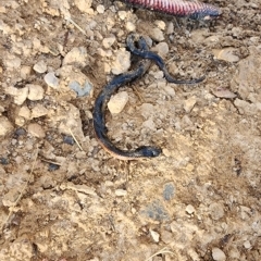 Pseudechis porphyriacus (Red-bellied Black Snake) at Gundaroo, NSW - 15 Mar 2023 by Gunyijan