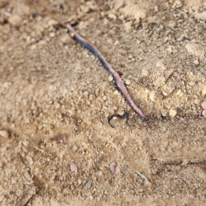 Pseudechis porphyriacus at Gundaroo, NSW - 15 Mar 2023 08:39 AM