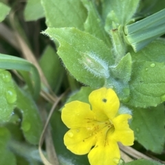 Erythranthe moschata (Musk) at Brindabella, NSW - 18 Mar 2023 by JaneR