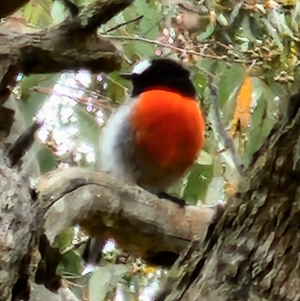 Petroica boodang at Gundaroo, NSW - 20 Mar 2023 12:02 PM