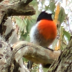 Petroica boodang at Gundaroo, NSW - 20 Mar 2023 12:02 PM