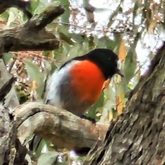 Petroica boodang at Gundaroo, NSW - 20 Mar 2023 12:02 PM