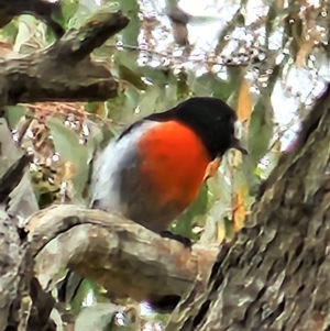 Petroica boodang at Gundaroo, NSW - 20 Mar 2023 12:02 PM