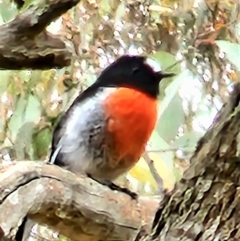 Petroica boodang at Gundaroo, NSW - 20 Mar 2023 12:02 PM