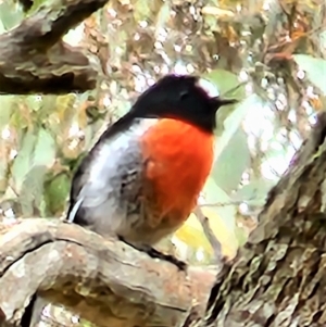 Petroica boodang at Gundaroo, NSW - 20 Mar 2023 12:02 PM