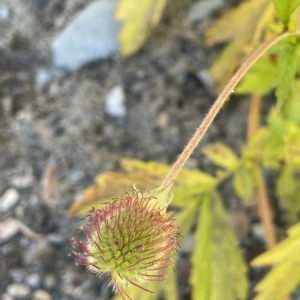 Geum urbanum at Brindabella, NSW - 18 Mar 2023