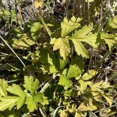 Geum urbanum at Brindabella, NSW - 18 Mar 2023 02:24 PM