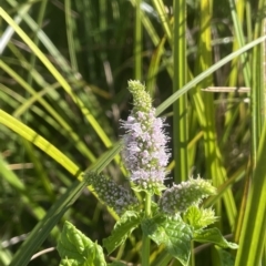 Mentha spicata (Garden Mint) at Brindabella, NSW - 17 Mar 2023 by JaneR