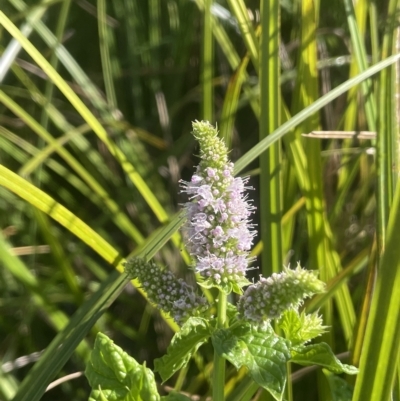 Mentha spicata (Garden Mint) at Brindabella, NSW - 17 Mar 2023 by JaneR