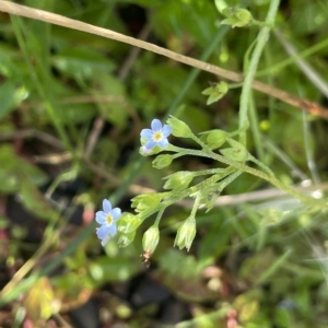 Myosotis laxa subsp. caespitosa at Brindabella, NSW - 18 Mar 2023 12:24 PM