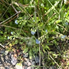 Myosotis laxa subsp. caespitosa at Brindabella, NSW - 18 Mar 2023 12:24 PM