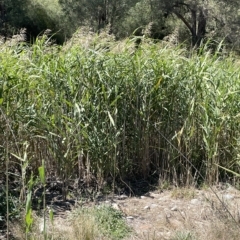 Phragmites australis (Common Reed) at Brindabella, NSW - 18 Mar 2023 by JaneR