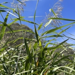 Phragmites australis at Brindabella, NSW - 18 Mar 2023 12:32 PM