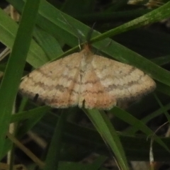 Scopula rubraria (Reddish Wave, Plantain Moth) at Latham, ACT - 20 Mar 2023 by JohnBundock