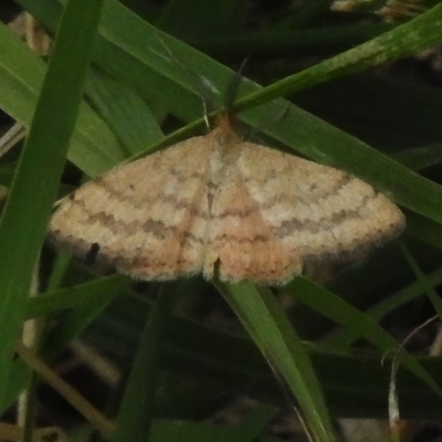 Scopula rubraria (Reddish Wave, Plantain Moth) at Umbagong District Park - 20 Mar 2023 by JohnBundock