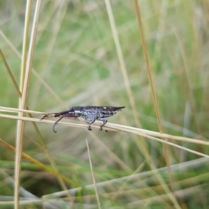 Rhinotia bidentata at Tinderry, NSW - 20 Mar 2023