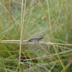 Rhinotia bidentata at Tinderry, NSW - 20 Mar 2023