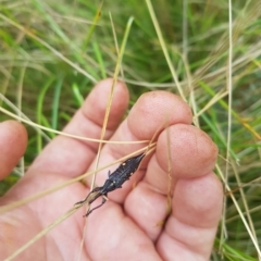 Rhinotia bidentata at Tinderry, NSW - 20 Mar 2023