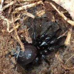 Atrax sutherlandi (Funnel-web Spider) at Mt Holland - 20 Mar 2023 by danswell
