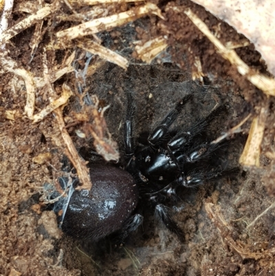 Atrax sutherlandi (Funnel-web Spider) at Tinderry, NSW - 20 Mar 2023 by danswell