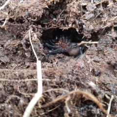 Atrax sutherlandi (Funnel-web Spider) at Tinderry, NSW - 20 Mar 2023 by danswell