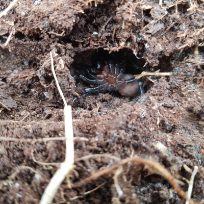 Atrax sutherlandi (Funnel-web Spider) at Mt Holland - 20 Mar 2023 by danswell