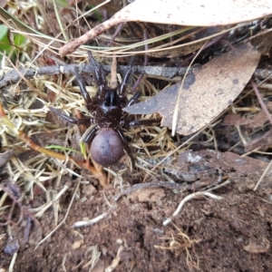 Atrax sutherlandi at Tinderry, NSW - 20 Mar 2023