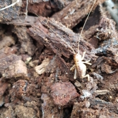 Gryllacrididae (family) (Wood, Raspy or Leaf Rolling Cricket) at Tinderry, NSW - 20 Mar 2023 by danswell