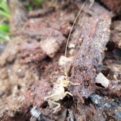 Gryllacrididae (family) at Tinderry, NSW - 20 Mar 2023 11:44 AM