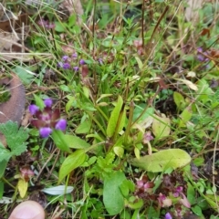 Prunella vulgaris (Self-heal, Heal All) at Mt Holland - 19 Mar 2023 by danswell