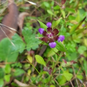 Prunella vulgaris at Tinderry, NSW - 20 Mar 2023