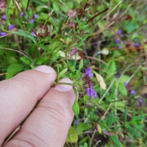 Prunella vulgaris at Tinderry, NSW - 20 Mar 2023