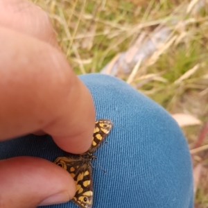 Oreixenica lathoniella at Tinderry, NSW - 20 Mar 2023 08:39 AM