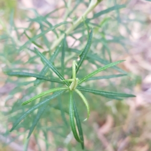 Cassinia longifolia at Tinderry, NSW - 20 Mar 2023