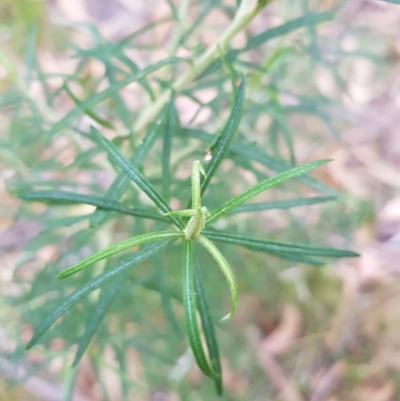 Cassinia longifolia (Shiny Cassinia, Cauliflower Bush) at Mt Holland - 19 Mar 2023 by danswell