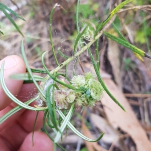 Cassinia longifolia at Tinderry, NSW - 20 Mar 2023