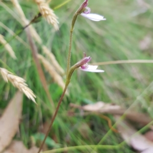 Eriochilus magenteus at Tinderry, NSW - 20 Mar 2023