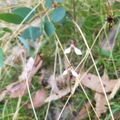 Eriochilus magenteus at Tinderry, NSW - 20 Mar 2023