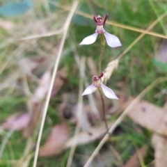 Eriochilus magenteus at Tinderry, NSW - 20 Mar 2023