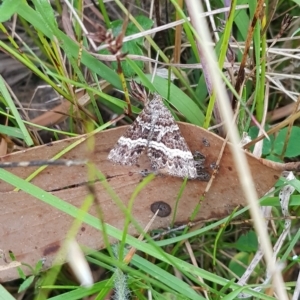 Chrysolarentia vicissata at Tinderry, NSW - 20 Mar 2023