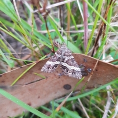 Chrysolarentia vicissata at Tinderry, NSW - 20 Mar 2023