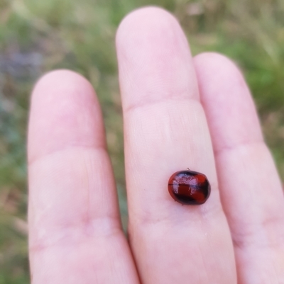 Paropsisterna erudita (Erudita leaf beetle) at Tinderry, NSW - 20 Mar 2023 by danswell