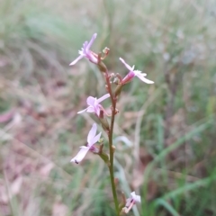 Stylidium graminifolium (Grass Triggerplant) at Tinderry, NSW - 19 Mar 2023 by danswell