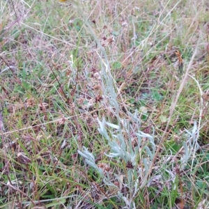 Chrysocephalum apiculatum at Tinderry, NSW - 20 Mar 2023 07:08 AM