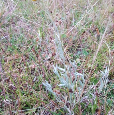 Chrysocephalum apiculatum (Common Everlasting) at Tinderry, NSW - 19 Mar 2023 by danswell