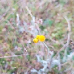 Chrysocephalum apiculatum at Tinderry, NSW - 20 Mar 2023 07:08 AM